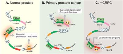 To bind or not to bind: Cistromic reprogramming in prostate cancer